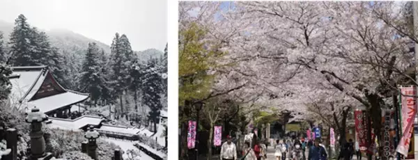 【岐阜・揖斐】圧巻の「桜のトンネル」から清々しい新緑まで。春の訪れを告げる、揖斐エリアの厳選スポットをご紹介雪解けの「天空の茶畑」や この時期しか出会えない幻の伝統野菜など