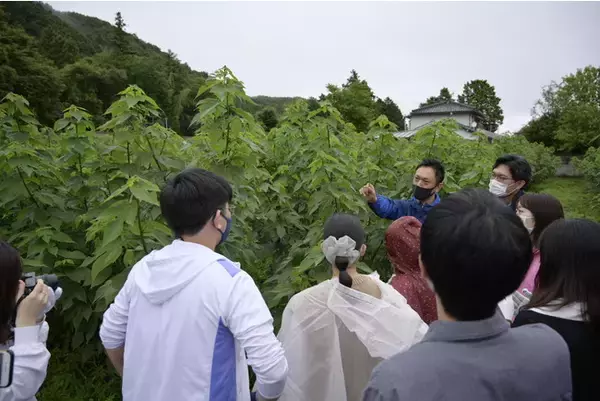 楮の芽を摘み食す！地域の「食農」を生かす体験型サイクリングイベント開催決定