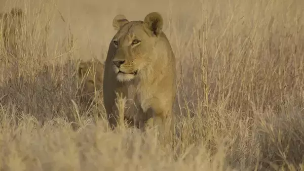 野生動物が子どもを育てる過程を生き生きと描く壮大なネイチャードキュメンタリー「命の継承者～野生の子育て戦略～」をアニマルプラネットにて1月6日(火)21時より放送開始
