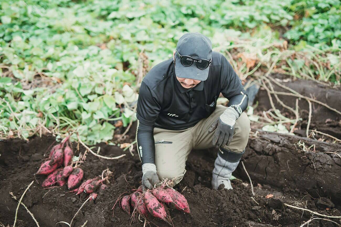 さつまいもスイーツ専門店×フランス料理店=焼き芋のテリーヌ熟成紅はるかがもっと美味しくなる魔法の方程式