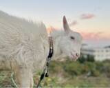 「環境にやさしい除草はヤギにおまかせ。草刈りヤギちゃん、レンタルサービス本格始動」の画像1