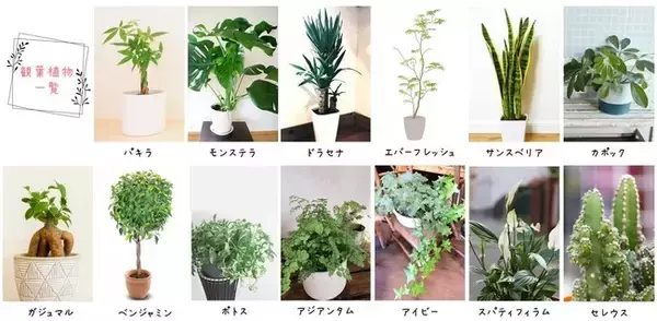 約95％が自宅に観葉植物ありと回答。11鉢以上は20％超も！ 自宅にある 