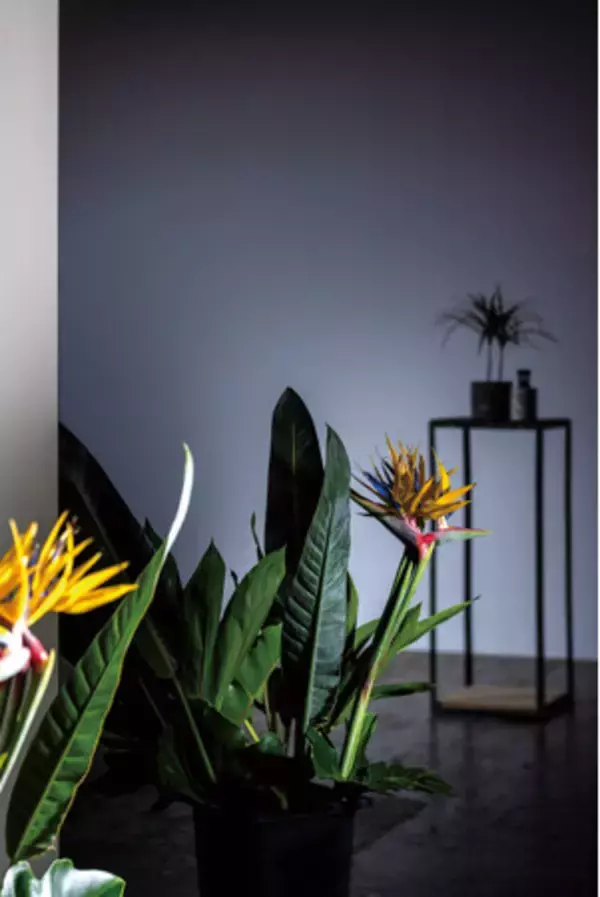 みんなの夢を乗せて「kuwae」の夢が花開きました