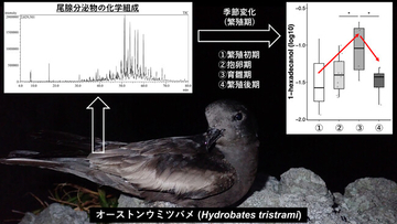 海鳥オーストンウミツバメの尾腺分泌物の季節変化を解明
