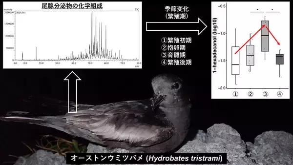 海鳥オーストンウミツバメの尾腺分泌物の季節変化を解明