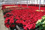 「クリスマスを彩る6万鉢の奇跡　入間の温室が燃ゆる」の画像1