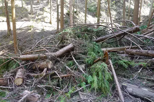 「おがくずの探求から始まった、発酵温浴nifuの持続可能な美容革命」の画像