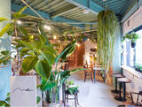 「観葉植物と一緒に安らぎのひとときを。燕市吉田にカフェとオーガニックショップを併設した「Mother」が2024年4月1日にグランドオープン」の画像1