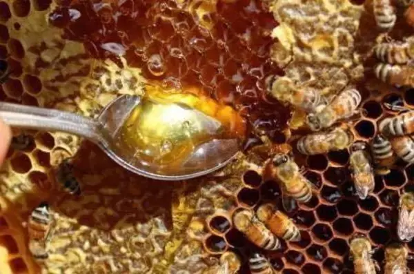 【オリエンタルホテル 沖縄リゾート&スパ】ホテル専用の巣箱から採取、沖縄県産「島の百花蜜」を提供