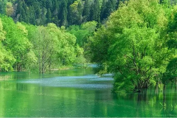 「白川湖の水没林」地域とファンをつなぐ新企画の始動！
