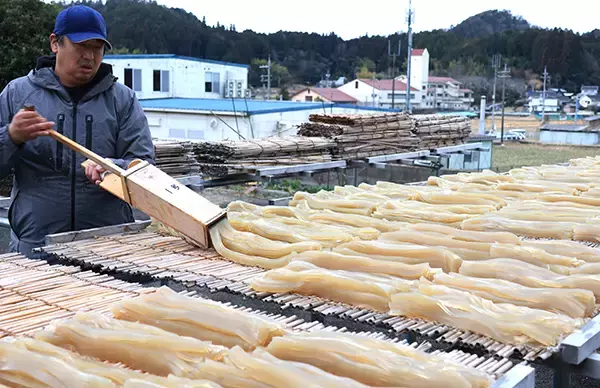 江戸時代から続く高槻市の冬の風物詩「寒天づくり」が最盛期