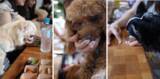 「【試食会イベント】HEKA×はごろもフーズ　犬の一生で、ごはんを食べる時間は約1か月。"温かい食事"という新たな選択肢を提案」の画像1