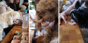 【試食会イベント】HEKA×はごろもフーズ　犬の一生で、ごはんを食べる時間は約1か月。"温かい食事"という新たな選択肢を提案