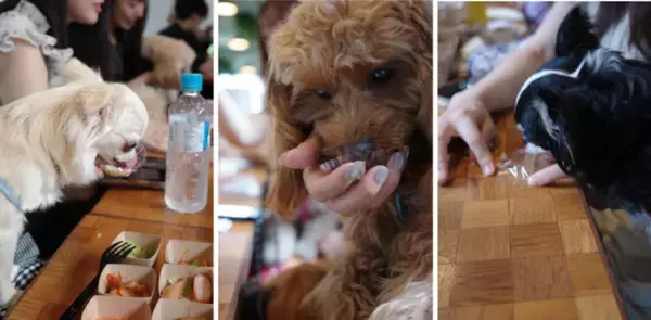 【試食会イベント】HEKA×はごろもフーズ　犬の一生で、ごはんを食べる時間は約1か月。"温かい食事"という新たな選択肢を提案