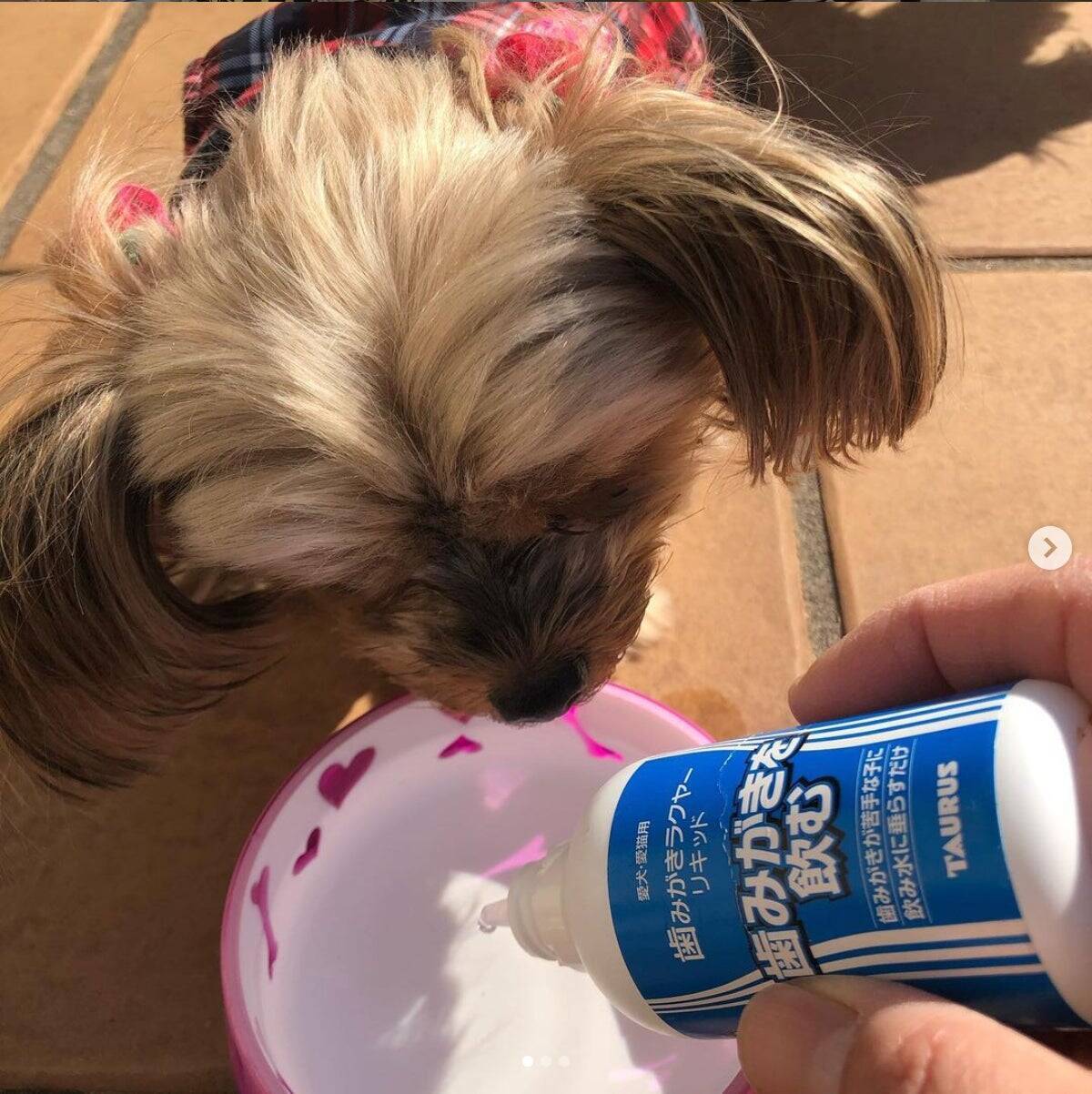 姉と愛犬の病死を経て──“ペット目線の哲学”で歩んだ30年。「自分たちがペットだっとして、与えて・使って欲しいものしか作らない」トーラスの信念