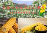 「【静岡・三島】朝採れとうもろこしなど地場産の野菜・果物を堪能「三島とうもろこし祭り」三島スカイウォークで7月6日に開催」の画像1
