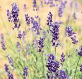「寒暖差アレルギーに役立つアロマはラベンダー!?」の画像1