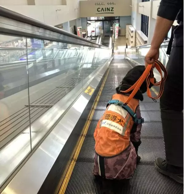 カインズ初 聴導犬候補犬の訓練に協力