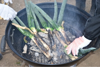 【JAF群馬】県内からの参加者多数！下仁田ネギの収穫体験と、炭火でまるごと焼いて味わう「大名焼き」を開催します