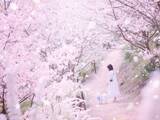 「【広島／世羅】世羅高原農場『さくら祭り』　ふりそそぐしだれ桜と春の花々の並木道」の画像1