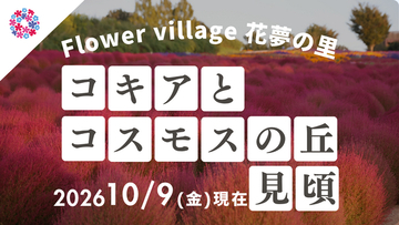 【広島／世羅】秋色のコキア・コスモスが見頃です　コキアとコスモスの丘《Flower village 花夢の里》