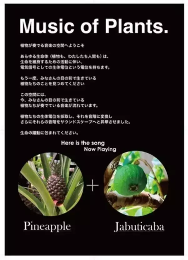 「【渋谷区ふれあい植物センター】リニューアルオープン1周年記念イベント「真夏のカカオ祭り」（カカオの音楽ライブ演奏会、渋谷クラフトチョコレートプレゼント、クラフトチョコレート作り）を実施します。」の画像