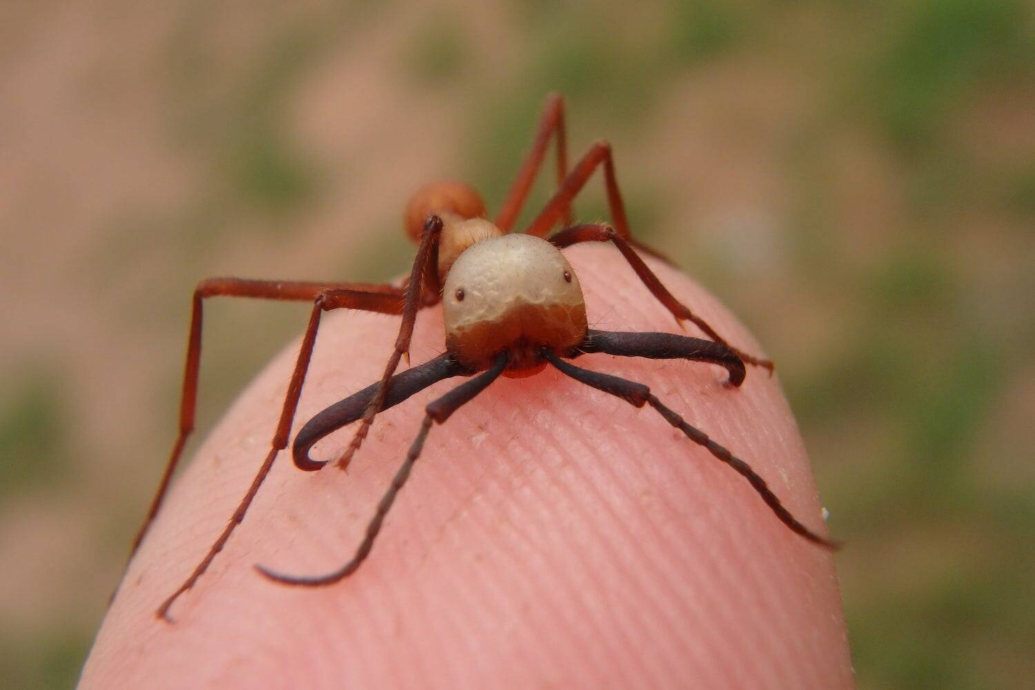 生物ライター平坂寛さんによる著書『虫への愛が止まらない』。虫嫌いだった担当編集者が明かす制作秘話