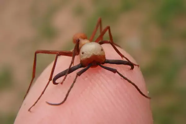 「生物ライター平坂寛さんによる著書『虫への愛が止まらない』。虫嫌いだった担当編集者が明かす制作秘話」の画像