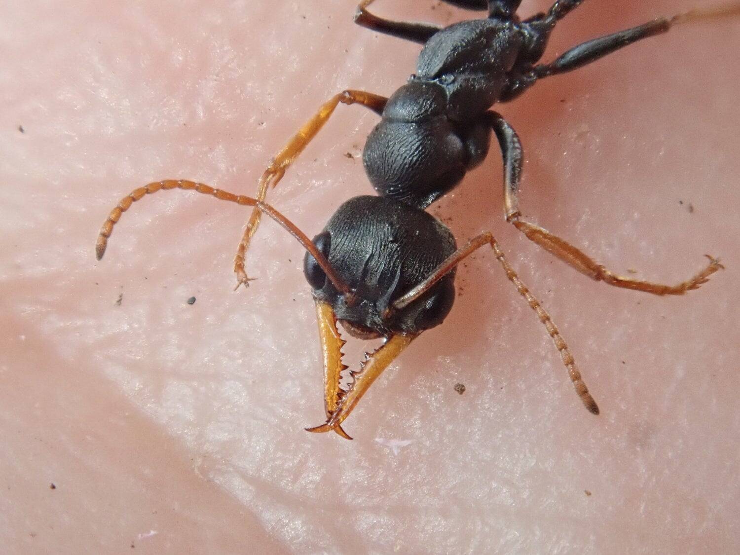 生物ライター平坂寛さんによる著書『虫への愛が止まらない』。虫嫌いだった担当編集者が明かす制作秘話