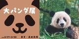 「『日本＆中国で愛されるお姫さま 熊猫シャンシャン』出版記念イベント　かわいいパンダが大集結の「大パンダ展」開催決定！　イベント限定グッズの販売やカフェ、体験型ワークショップも実施」の画像1