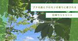 「【山形・小国町】ブナの森とクロモジの香りに癒される日帰りリトリートを開催」の画像1