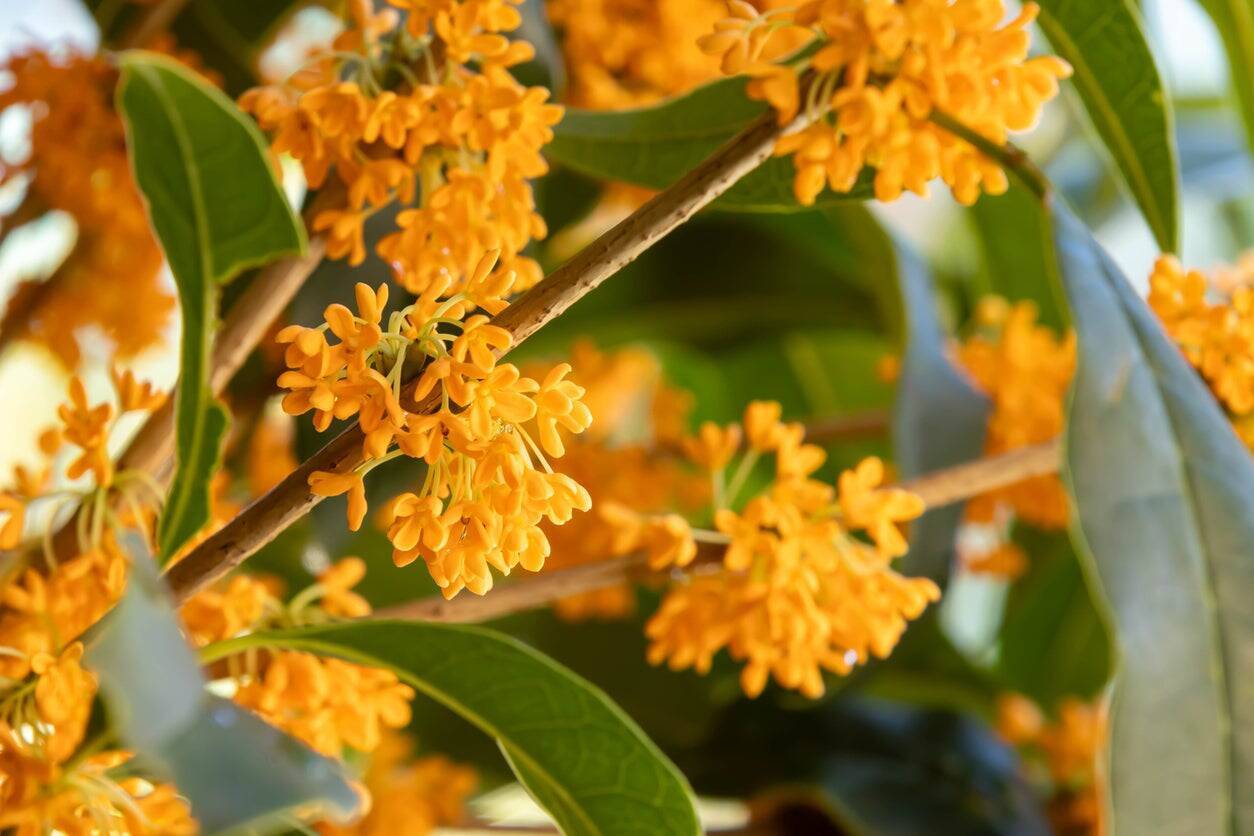金木犀の無数の花が瓶を舞う、秋を楽しむリキュール「金木犀の蜂蜜酒」ができるまで