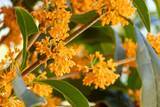 「金木犀の無数の花が瓶を舞う、秋を楽しむリキュール「金木犀の蜂蜜酒」ができるまで」の画像3