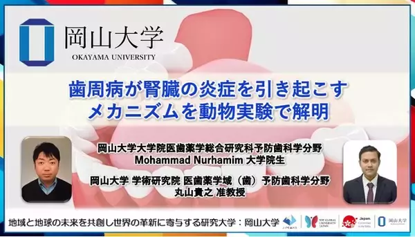 「【岡山大学】歯周病が腎臓の炎症を引き起こすメカニズムを動物実験で解明」の画像