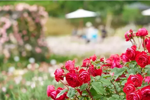【いばらきフラワーパーク】上質な音楽と四季の花々のコラボレーション「音の花束コンサート」シリーズが2023年 6月より開幕
