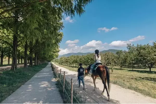 【JAF滋賀】引退競走馬とのふれあいや乗馬体験を楽しめるイベントを開催
