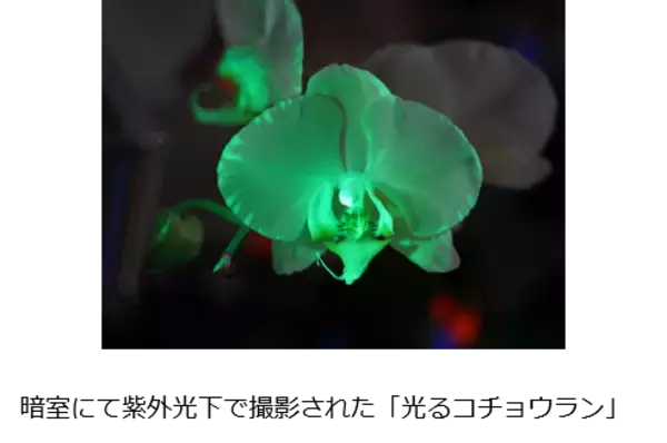 ブラックライト下で輝く「光るコチョウラン」を開発2月7日（水）～ 「世界らん展2024」で世界初公開