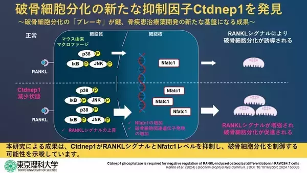 脱リン酸化酵素Ctdnep1 が破骨細胞の分化を抑制する ～骨疾患の新たな治療戦略開発に向けて～