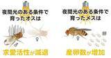 「夜間の人工光がハエの繁殖を後押し? ～都市の明るさはハエの成長や繁殖に多様な影響を与える～」の画像1