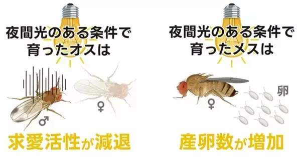 夜間の人工光がハエの繁殖を後押し? ～都市の明るさはハエの成長や繁殖に多様な影響を与える～