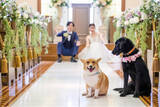 「「ペットウェディング相談フェア」山手ヘレン記念教会にて開催」の画像1