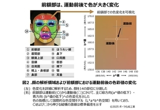顔写真の色を用いて深部体温を推定できる可能性を発見