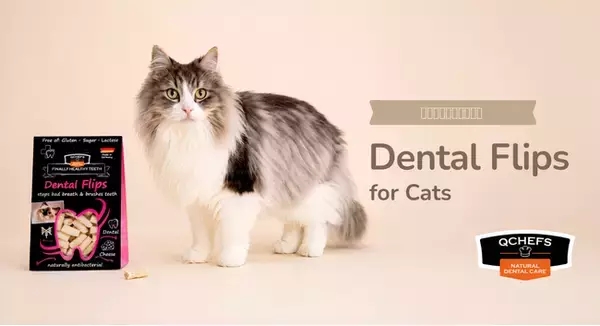 【QCHEFS待望の新作】ドイツ発・100%天然由来の食べてケアする新習慣。愛猫用デンタルスナック「Dental Flips(デンタルフリップス)」が新登場！