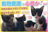 「笠岡市初の猫カフェを目指して！保護猫42匹たちがより快適な空間で暮らせるように。食料・環境整備へご支援を！」の画像1