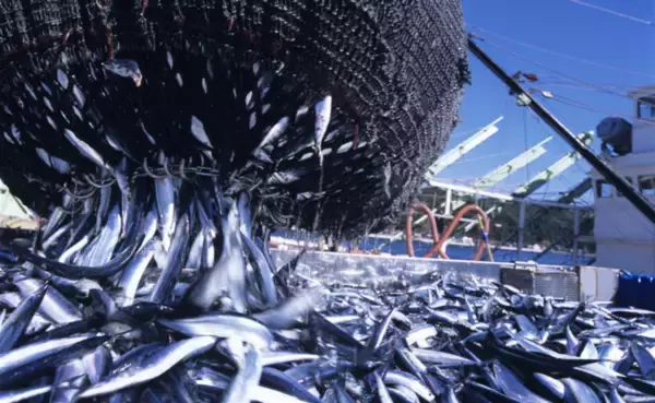 「大戸屋名物「生さんまの炭火焼き」都内・横浜一部店舗にて9月26日（月）より先行販売開始！」の画像