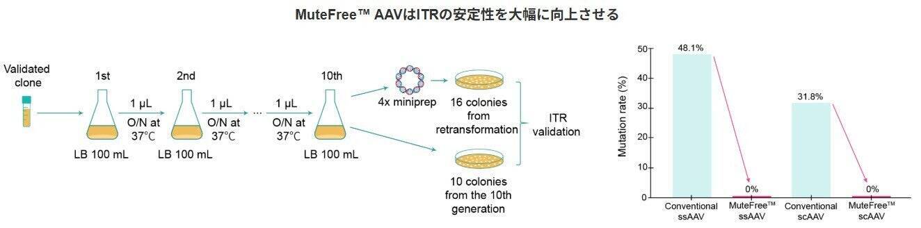 AAVベクターの“見えない品質リスク”に挑む──ITR安定化技術から生まれたMuteFree™ AAV