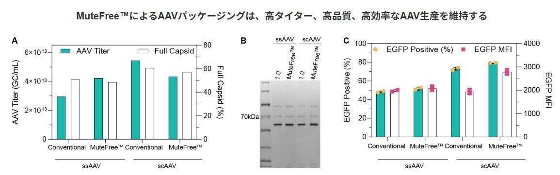 AAVベクターの“見えない品質リスク”に挑む──ITR安定化技術から生まれたMuteFree™ AAV