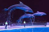 「【JAF九州】年に一度のJAF九州の祭典！～夜の「マリンワールド海の中道」でクリスマス先取り大作戦～」の画像1