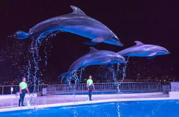 【JAF九州】年に一度のJAF九州の祭典！～夜の「マリンワールド海の中道」でクリスマス先取り大作戦～