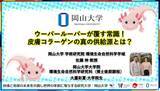 「【岡山大学】ウーパールーパーが覆す常識！皮膚コラーゲンの真の供給源とは？」の画像1